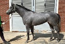 �Ķ������� (PARANG ENERGY) ����