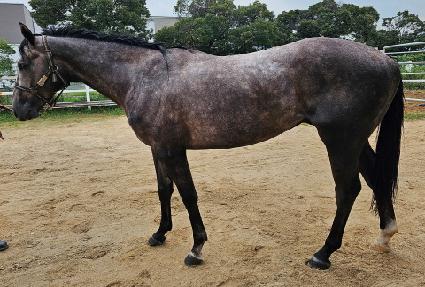 ������ ����