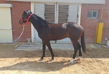 ��Ÿ��ƽ�帲 ����