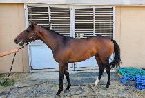 �����ְ� (DONGBU CHOEGANG) ����