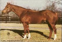 BLUSHING GROOM picture