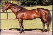 MR. PROSPECTOR picture