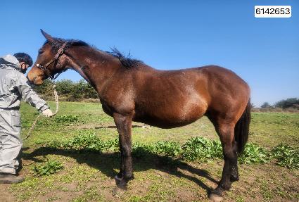 ���̵�ÿ�� ����