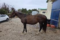 ����Ʈ��ī�ε� ����