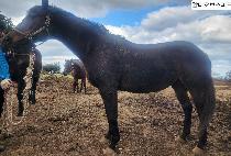 ���Ϳ��꽺�ǵ� ����