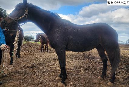 ���Ϳ��꽺�ǵ� ����