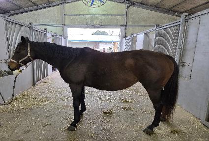 ��Ʋ���̸� ����