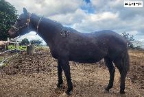 ���÷��͹� ����