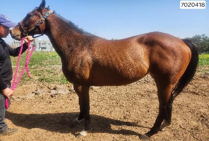 ������ ����