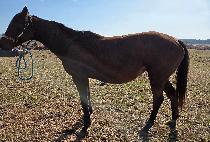 Ʈ���������� ����