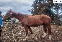 ��īƼ����Ʈ ����