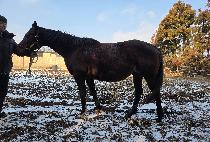 �縮�ƻ縮�� ����