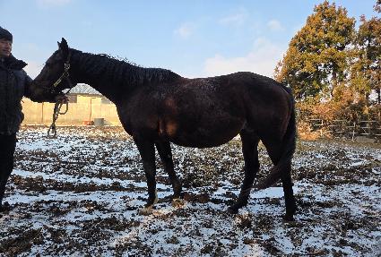 �縮�ƻ縮�� ����