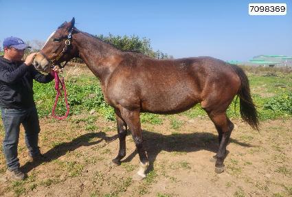 �³���Ʈ�� ����