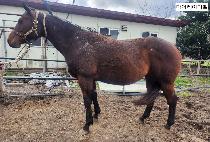 ���̷��̵� ����