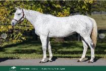 ���þ ����