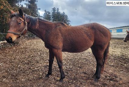 ���̽���Ʈ���� ����