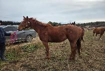 ����ī ����