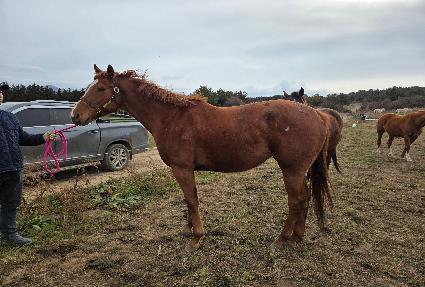 ����ī ����