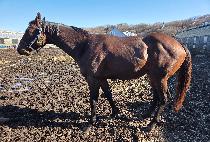 ��ƮƮ�� ����