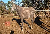 �ñ״�����Ʈ ����