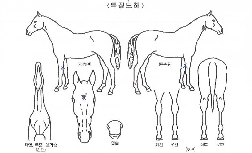 ÆÄƼÆÄ¿öÀÇ Ãø¸é,¿ì¸é,µÞ¸é,µÎ»ó,´Ù¸®ÀÇ Æ¯Â¡µµÇØ