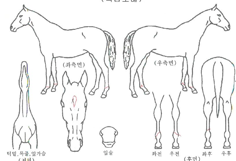 ÅÊ°í¾ØÅʰíÀÇ Ãø¸é,¿ì¸é,µÞ¸é,µÎ»ó,´Ù¸®ÀÇ Æ¯Â¡µµÇØ