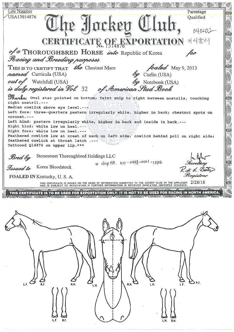 Ä¿¸®Å§·¯ÀÇ Ãø¸é,¿ì¸é,µÞ¸é,µÎ»ó,´Ù¸®ÀÇ Æ¯Â¡µµÇØ