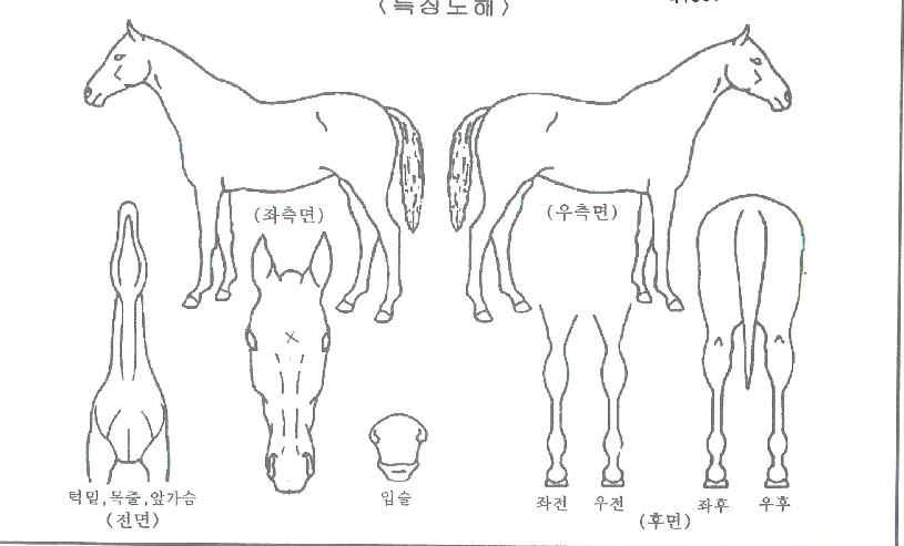 ÄèÇÑȲ±ÝÀÇ Ãø¸é,¿ì¸é,µÞ¸é,µÎ»ó,´Ù¸®ÀÇ Æ¯Â¡µµÇØ