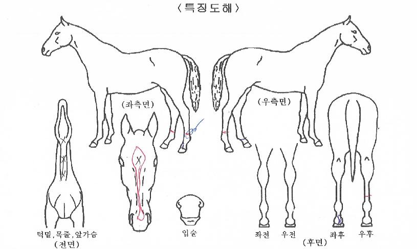 ½Ã¼±ÁýÁßÀÇ Ãø¸é,¿ì¸é,µÞ¸é,µÎ»ó,´Ù¸®ÀÇ Æ¯Â¡µµÇØ