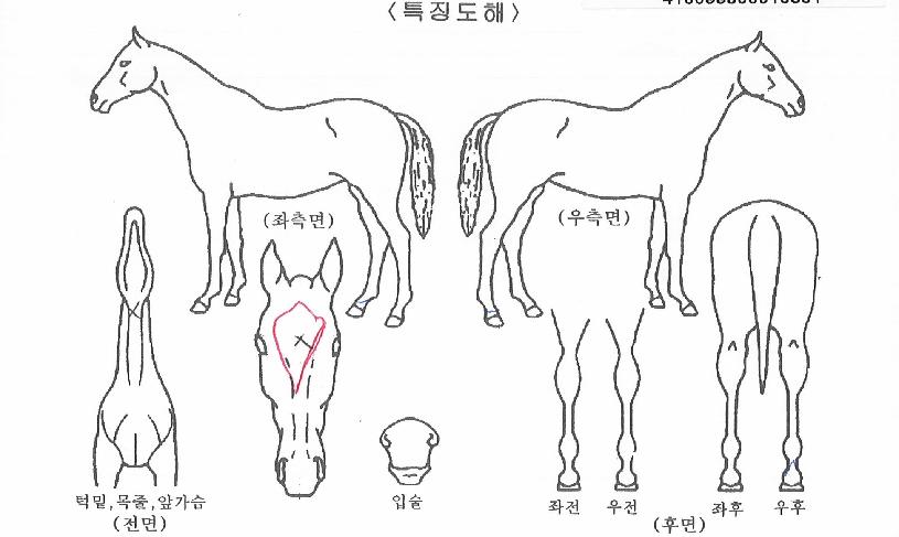 ±×·¹À̽ºÄýÀÇ Ãø¸é,¿ì¸é,µÞ¸é,µÎ»ó,´Ù¸®ÀÇ Æ¯Â¡µµÇØ