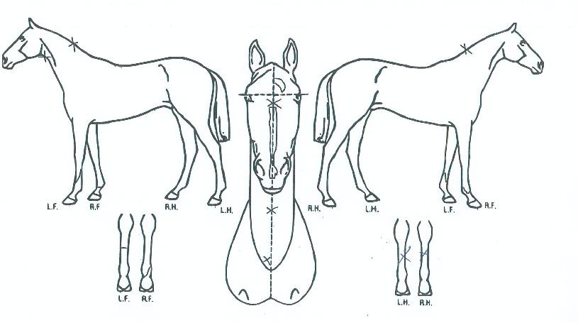 ȱâÀÇ Ãø¸é,¿ì¸é,µÞ¸é,µÎ»ó,´Ù¸®ÀÇ Æ¯Â¡µµÇØ