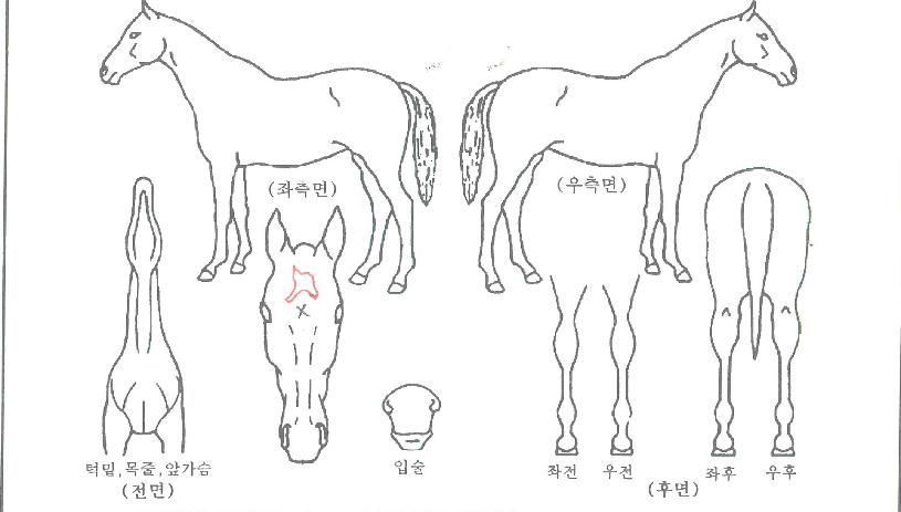 ¼±¼Â¸á·ÎµðÀÇ Ãø¸é,¿ì¸é,µÞ¸é,µÎ»ó,´Ù¸®ÀÇ Æ¯Â¡µµÇØ