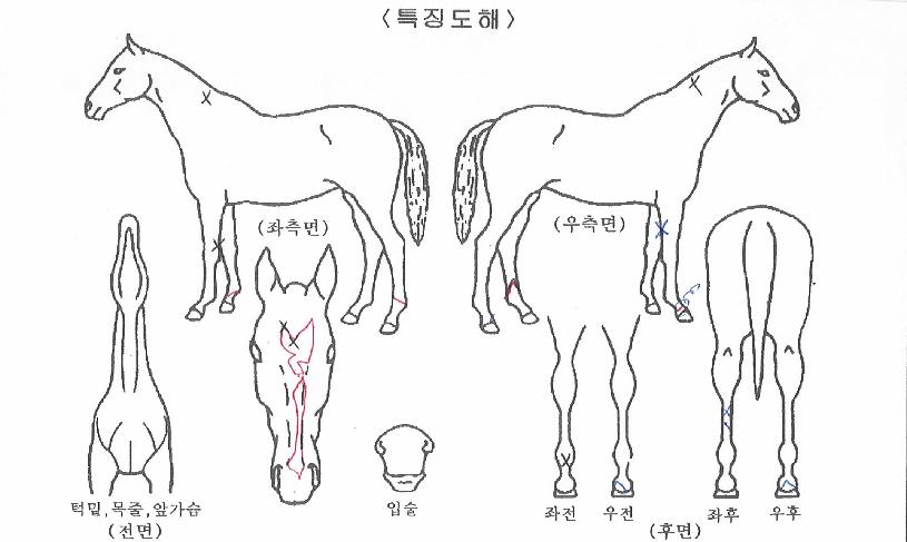 ¾Æ½ºÆæ·Î½ºÀÇ Ãø¸é,¿ì¸é,µÞ¸é,µÎ»ó,´Ù¸®ÀÇ Æ¯Â¡µµÇØ