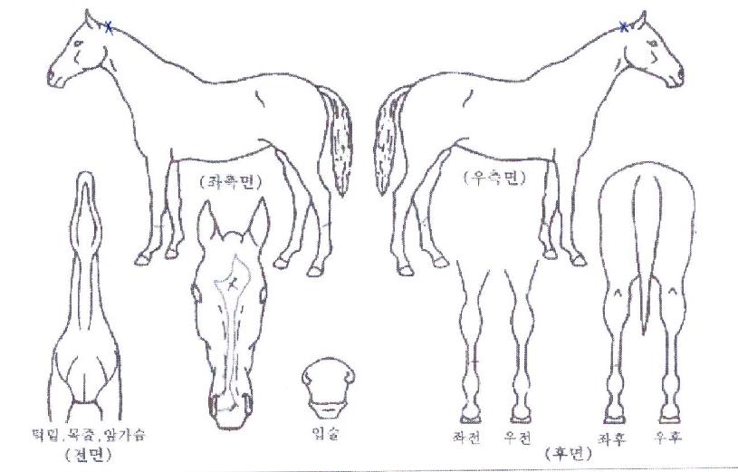 Àεð¾ðº¸ÀÌÀÇ Ãø¸é,¿ì¸é,µÞ¸é,µÎ»ó,´Ù¸®ÀÇ Æ¯Â¡µµÇØ