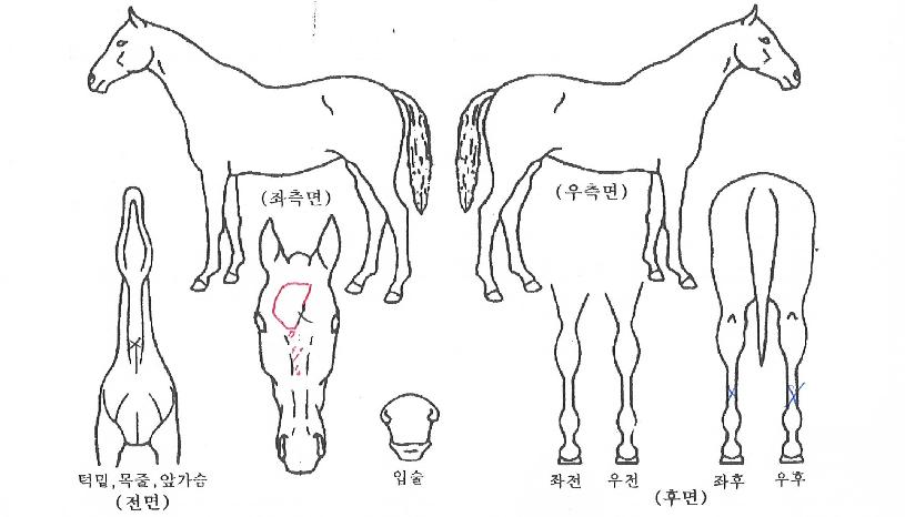 ±×·¹À̽º¸®ÀÇ Ãø¸é,¿ì¸é,µÞ¸é,µÎ»ó,´Ù¸®ÀÇ Æ¯Â¡µµÇØ
