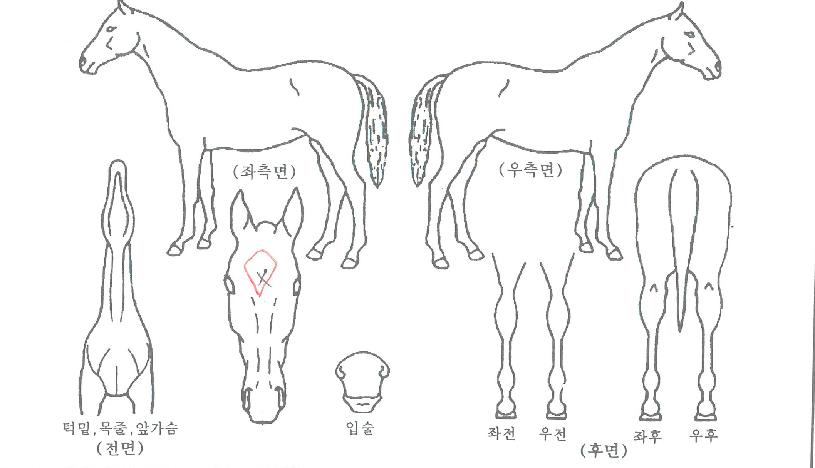 ÄÁÆ®¸®·ÎµåÀÇ Ãø¸é,¿ì¸é,µÞ¸é,µÎ»ó,´Ù¸®ÀÇ Æ¯Â¡µµÇØ