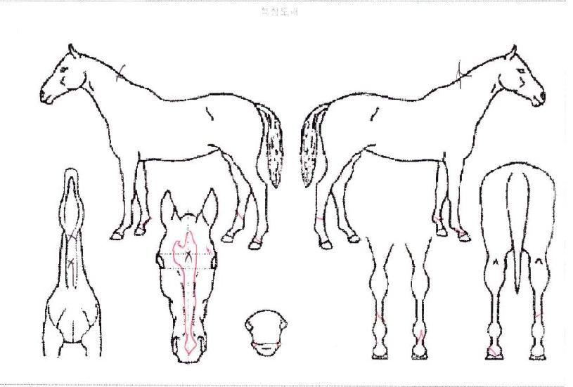 ºê¸®°¡µð¾îÁ¦³Ê·²ÀÇ Ãø¸é,¿ì¸é,µÞ¸é,µÎ»ó,´Ù¸®ÀÇ Æ¯Â¡µµÇØ