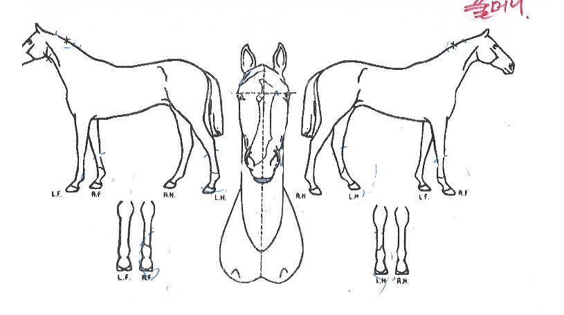 Ç®¸Ó´ÏÀÇ Ãø¸é,¿ì¸é,µÞ¸é,µÎ»ó,´Ù¸®ÀÇ Æ¯Â¡µµÇØ