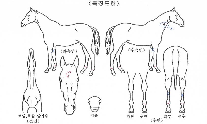 µð½ºÄÚº¸ÀÌÀÇ Ãø¸é,¿ì¸é,µÞ¸é,µÎ»ó,´Ù¸®ÀÇ Æ¯Â¡µµÇØ