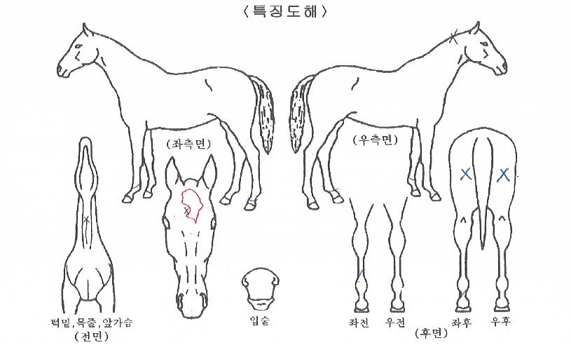 ÆÛ½ºÆ®½´ÀÇ Ãø¸é,¿ì¸é,µÞ¸é,µÎ»ó,´Ù¸®ÀÇ Æ¯Â¡µµÇØ