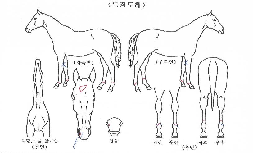 ´Ù¿î´õÁ¸ÀÇ Ãø¸é,¿ì¸é,µÞ¸é,µÎ»ó,´Ù¸®ÀÇ Æ¯Â¡µµÇØ