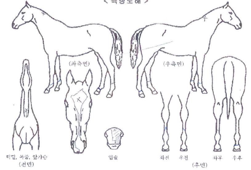 ¿µ¿õ·ÎµåÀÇ Ãø¸é,¿ì¸é,µÞ¸é,µÎ»ó,´Ù¸®ÀÇ Æ¯Â¡µµÇØ