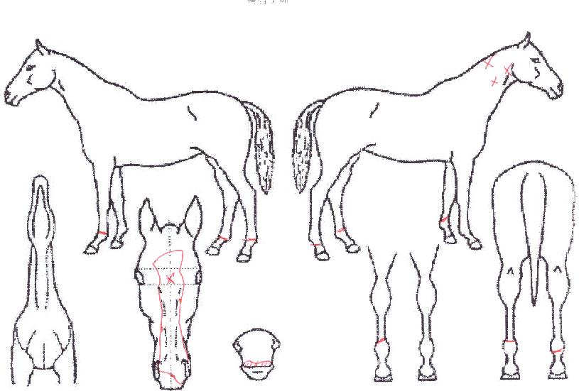 ÇÏÆ®ºê·¹ÀÌÄ¿ÀÇ Ãø¸é,¿ì¸é,µÞ¸é,µÎ»ó,´Ù¸®ÀÇ Æ¯Â¡µµÇØ