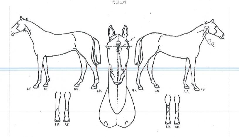 ¼±´õŸÀÓÀÇ Ãø¸é,¿ì¸é,µÞ¸é,µÎ»ó,´Ù¸®ÀÇ Æ¯Â¡µµÇØ