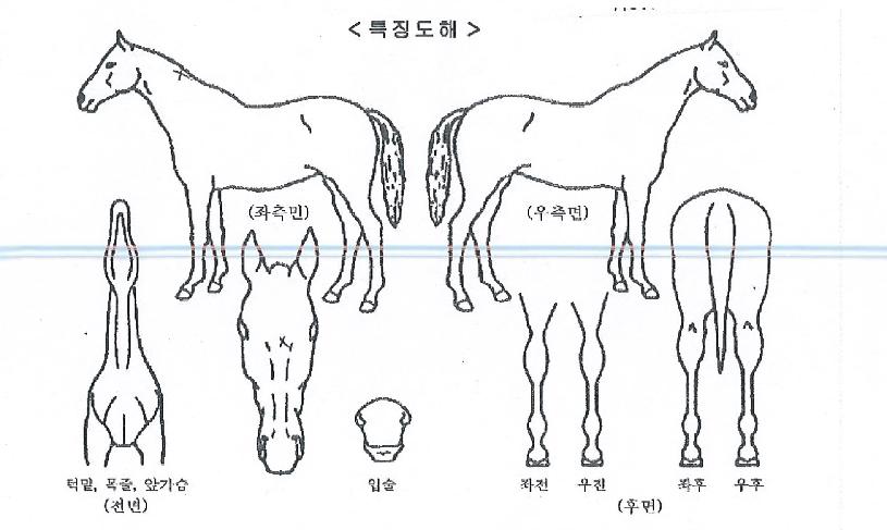 ÇØ¿î´ëÀÇ Ãø¸é,¿ì¸é,µÞ¸é,µÎ»ó,´Ù¸®ÀÇ Æ¯Â¡µµÇØ