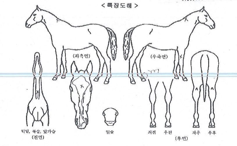 ÇØÇǼ±´õÀÇ Ãø¸é,¿ì¸é,µÞ¸é,µÎ»ó,´Ù¸®ÀÇ Æ¯Â¡µµÇØ