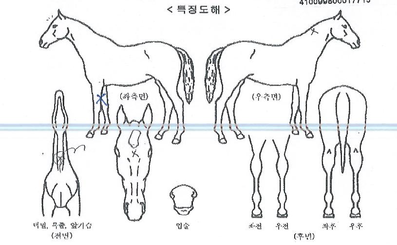 õÁ¸ÃªÀÇ Ãø¸é,¿ì¸é,µÞ¸é,µÎ»ó,´Ù¸®ÀÇ Æ¯Â¡µµÇØ