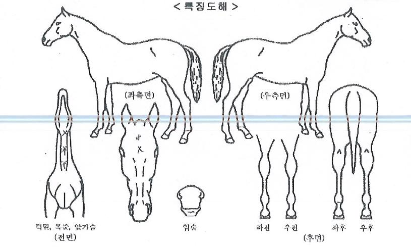 ÇÁ¸°¼¼½º·¹¾ÆÀÇ Ãø¸é,¿ì¸é,µÞ¸é,µÎ»ó,´Ù¸®ÀÇ Æ¯Â¡µµÇØ