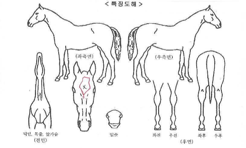 ¸ð´×À§½ºÆÛÀÇ Ãø¸é,¿ì¸é,µÞ¸é,µÎ»ó,´Ù¸®ÀÇ Æ¯Â¡µµÇØ